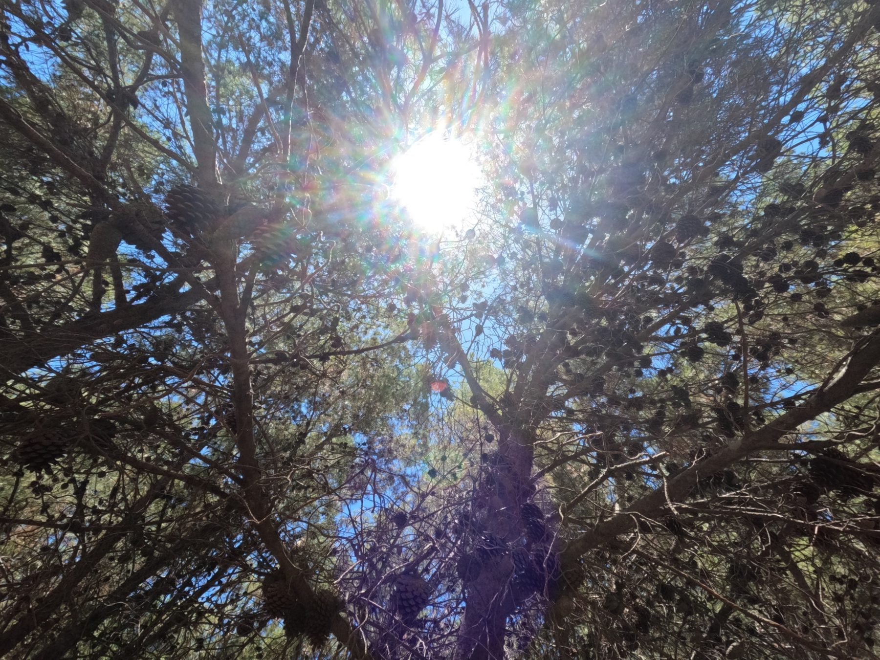 Sun through trees